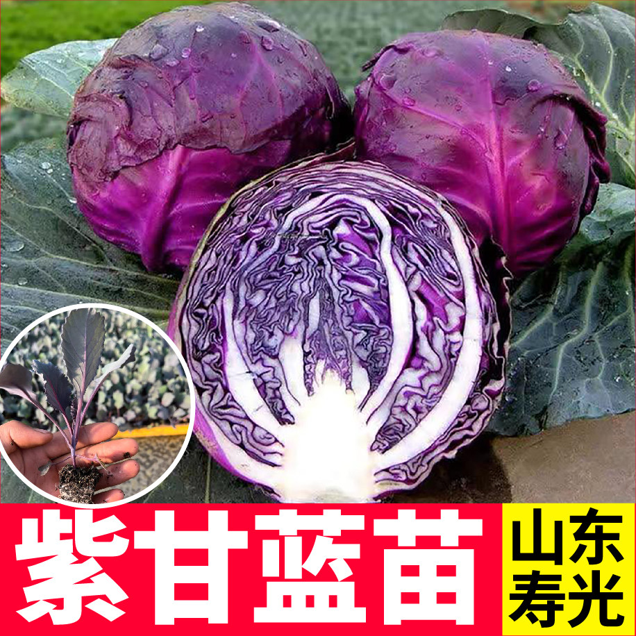 高产特色紫甘蓝苗秧紫包菜卷心菜种子阳台盆栽四季庭院耐寒抗病