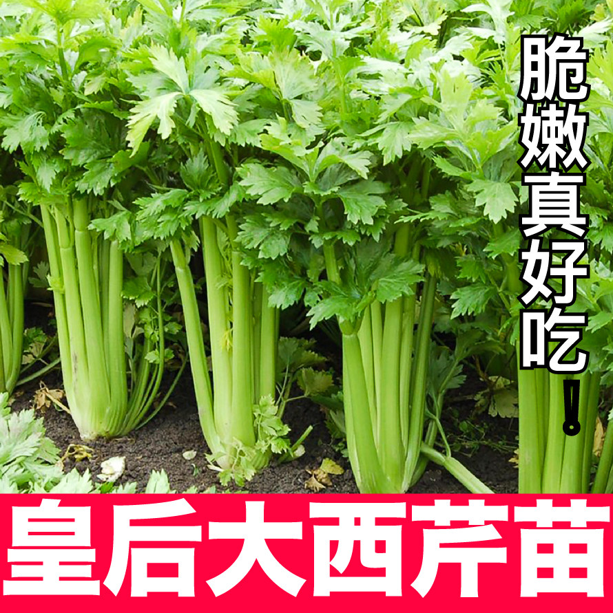 山东皇后西芹苗秧芹带土球实心黄红小香芹根芹菜种子四季盆栽高产图片