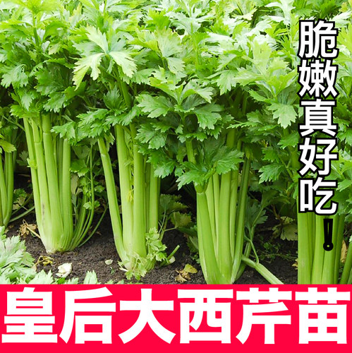 山东皇后西芹苗秧芹带土球实心黄红小香芹根芹菜种子四季盆栽高产