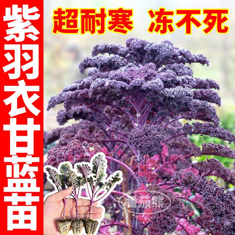 摘不败紫羽衣甘蓝苗秧耐寒紫绿粉羽衣甘蓝苗秧四季阳台盆栽带土球