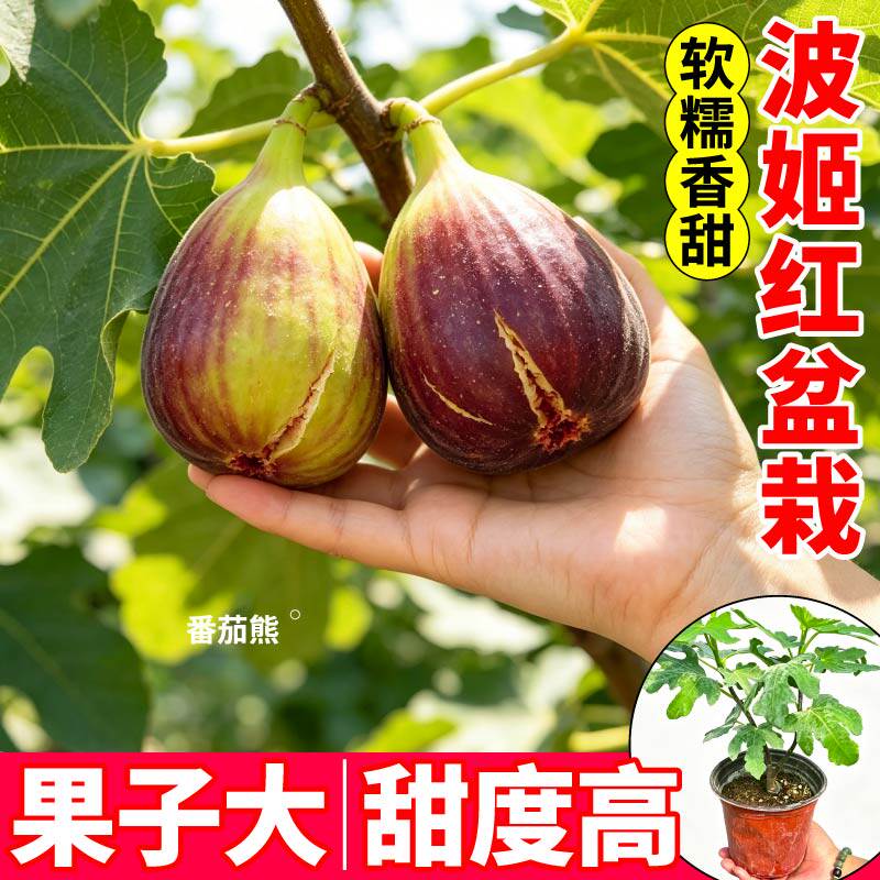 高产波姬红无花果盆栽苗软糯香甜包对版一级苗原土原盆寿光直发