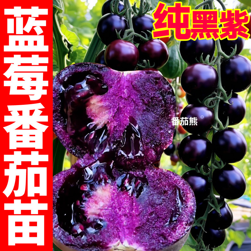 寿光直发蓝莓番茄苗秧四季高产青甜纯黑紫色黑玫瑰红千禧番茄种子