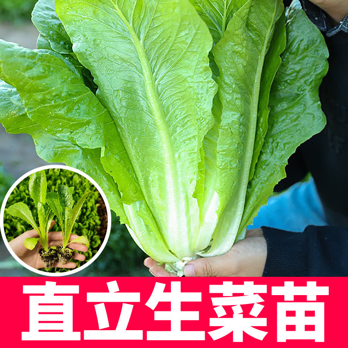 直立罗马生菜苗秧带土球意大利速生红绿生菜种子四季春秋盆栽阳台