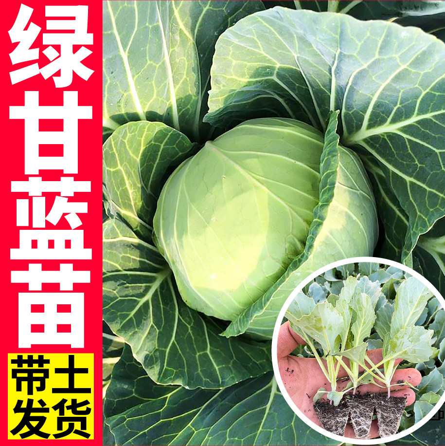 球心绿甘蓝苗秧铁头包菜卷心菜种子春秋四季南北耐寒盆栽阳台菜苗