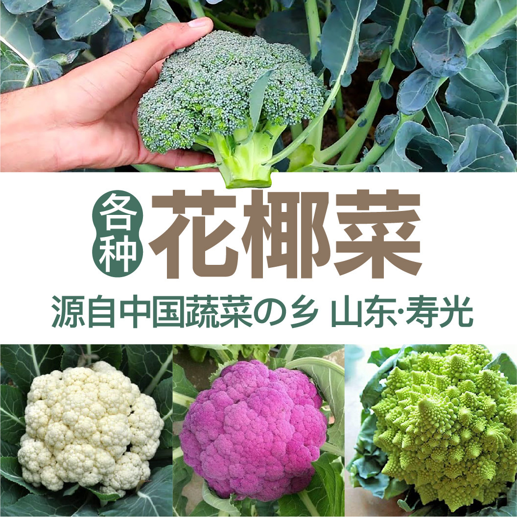 寿光西兰花苗松花菜苗花椰菜花菜种子西蓝花种籽宝塔花菜青花菜