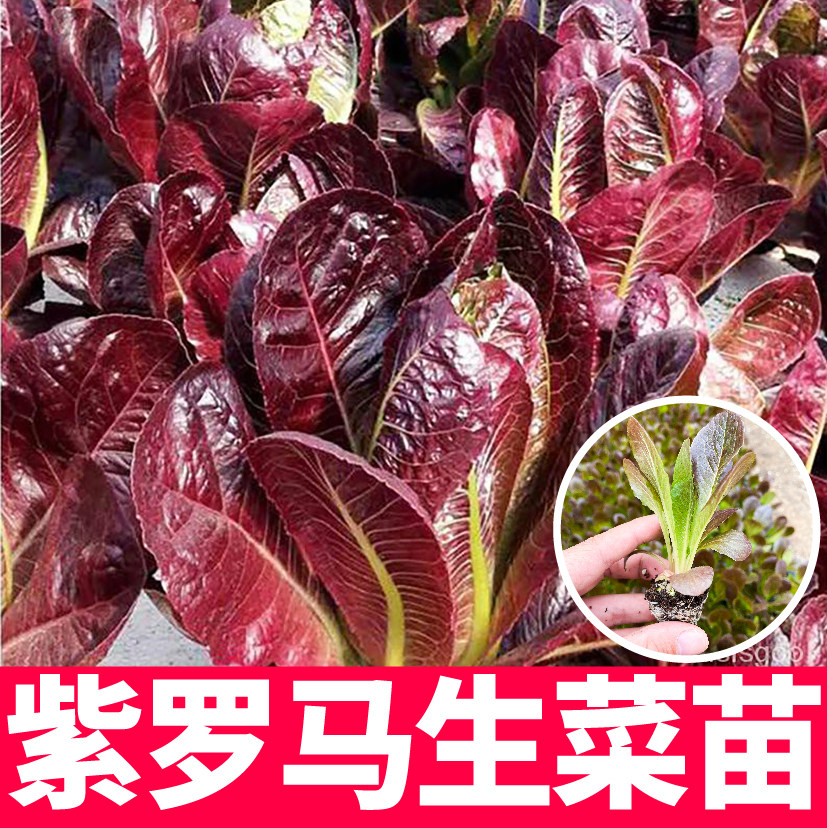 紫罗马意大利生菜苗秧带土球生菜种子大全咖啡香麦菜四季春秋盆栽