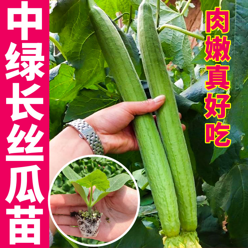 寿光中绿长丝瓜秧苗带土鲜花丝瓜大肉丝瓜八角棱丝瓜种子四季盆栽
