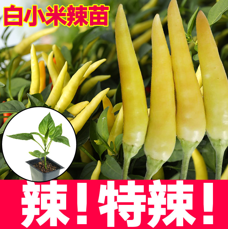 红白小米辣椒苗秧种子泡椒野山椒朝天椒四季盆栽阳台寿光干鲜两用