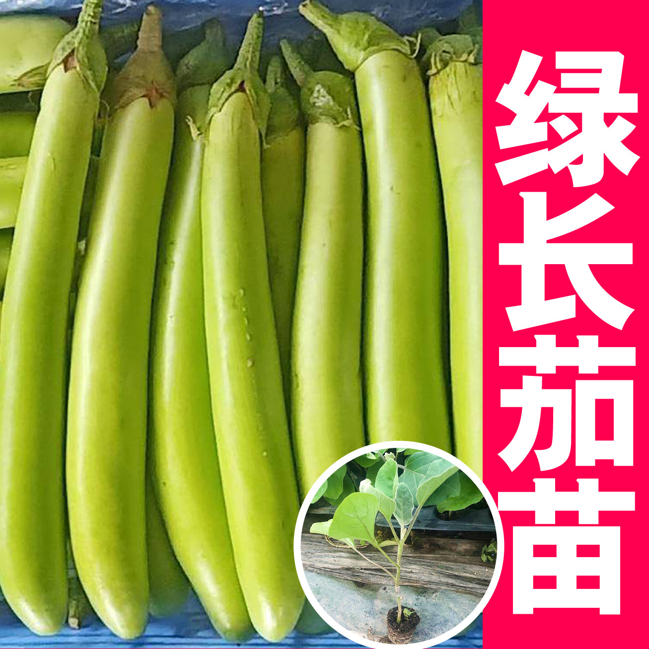 寿光绿长茄子秧苗四季盆栽阳台春秋圆茄杭茄线茄青紫茄子蔬菜庭院