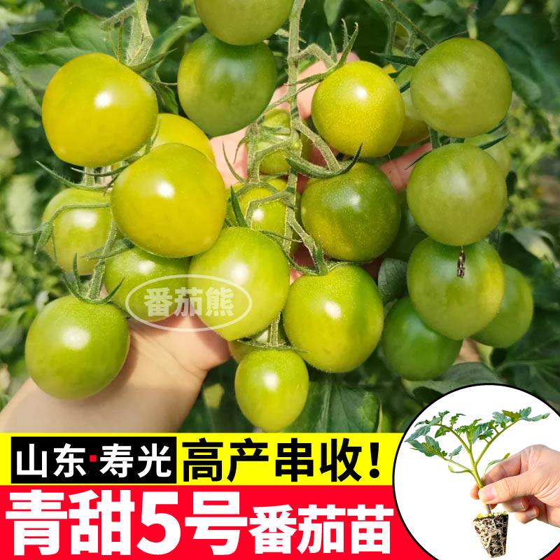 超甜青甜5号小番茄苗秧四季高产早熟小绿番茄种子红千禧金玲珑