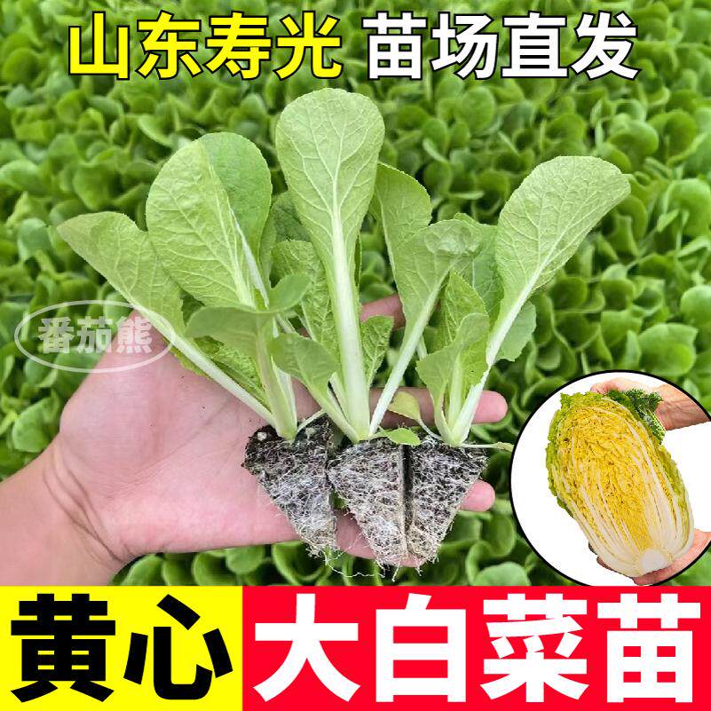 早熟黄心大白菜苗秧苗四季高产抗病盆栽耐寒本地大白菜苗娃娃菜苗