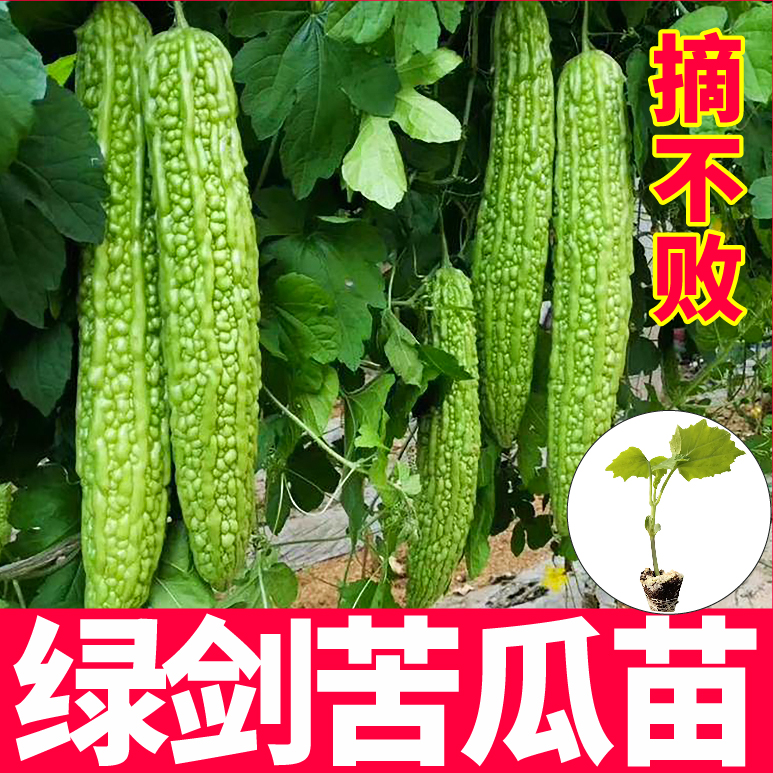 摘不败绿剑苦瓜秧苗带土球苹果苦瓜水果苦瓜种子籽四季盆栽庭院