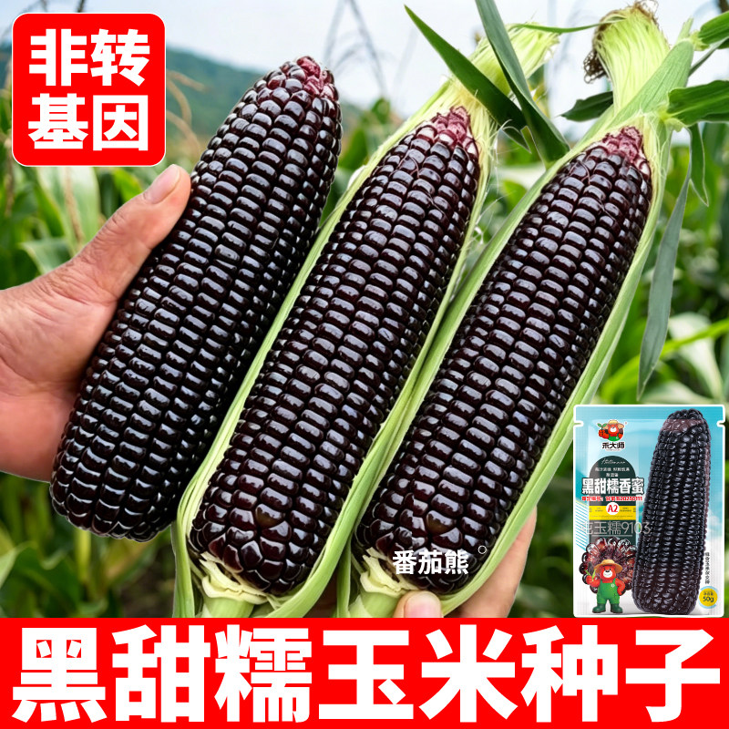 黑甜糯玉米种子黑苞米甜水果黄白彩糯苞米种籽大全非转基因高产