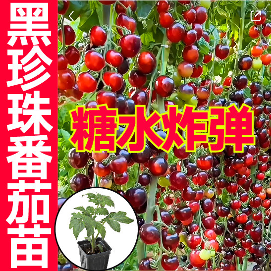 糖水炸弹黑珍珠番茄苗秧高产串收瀑布樱桃西红柿圣女果四季春秋