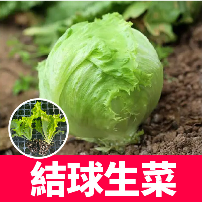 四季结球生菜苗秧带土球生菜种子大全大速生紫红罗马直立咖啡菜籽