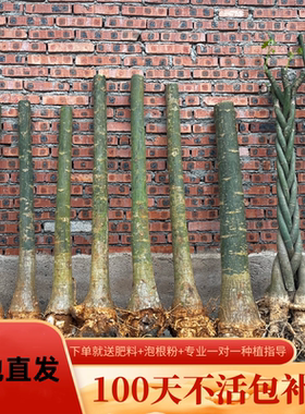 发财树五辫大树桩步步高升树苗室内客厅招财旺宅花卉绿植物盆栽树