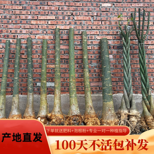 发财树五辫大树桩步步高升树苗室内客厅招财旺宅花卉绿植物盆栽树