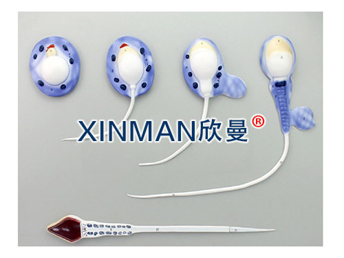 精子形成模型