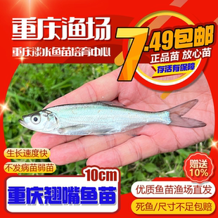 翘嘴鱼苗淡水养殖特大米级翘嘴红鲌翘壳白刁路亚鲈鱼小鱼苗批发