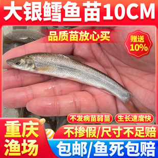 淡水银鳕鱼苗养殖批发宝宝鱼苗银鳕鱼苗特大活鱼苗观赏鱼耐活好养