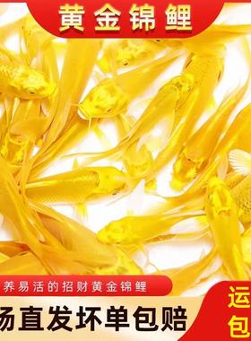 重庆宠物黄金锦鲤活鱼招财鱼金鱼活鱼冷水鱼鱼苗活体小金鱼观赏鱼