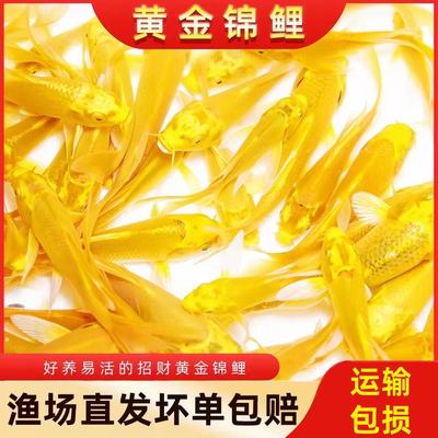 招财锦鲤活鱼观赏鱼招财鱼