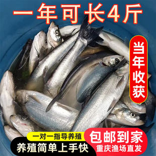 翘嘴鱼苗批发白鱼凶猛苗翘鲌苗淡水好养殖食用大米翘壳鱼耐活