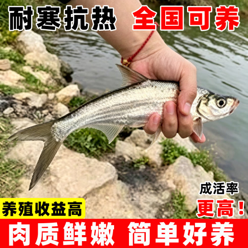 米级翘嘴鱼苗批发翘壳鱼苗