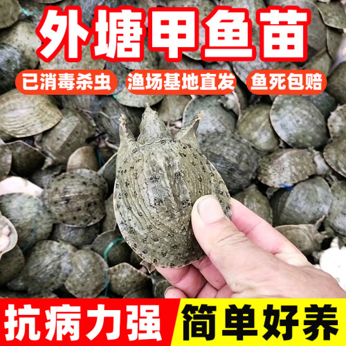 外塘养殖中华甲鱼苗鲜活批发团鱼