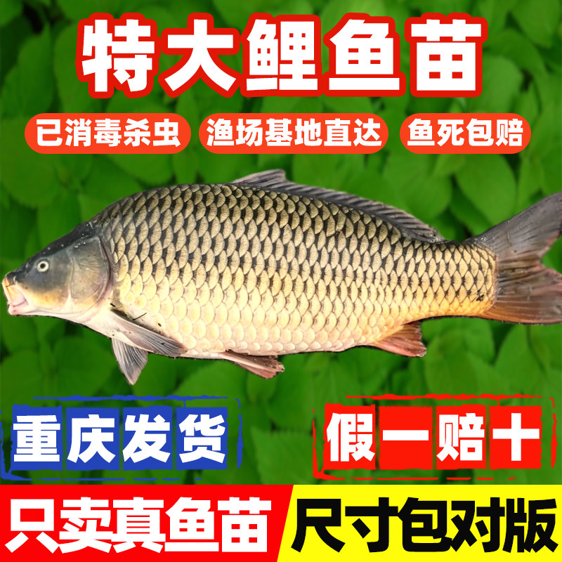 鲤鱼鱼苗稻花鱼稻田鲤鱼建鲤黄河鲤鱼红尾鲤鱼丰鲤福瑞鲤淡水养殖