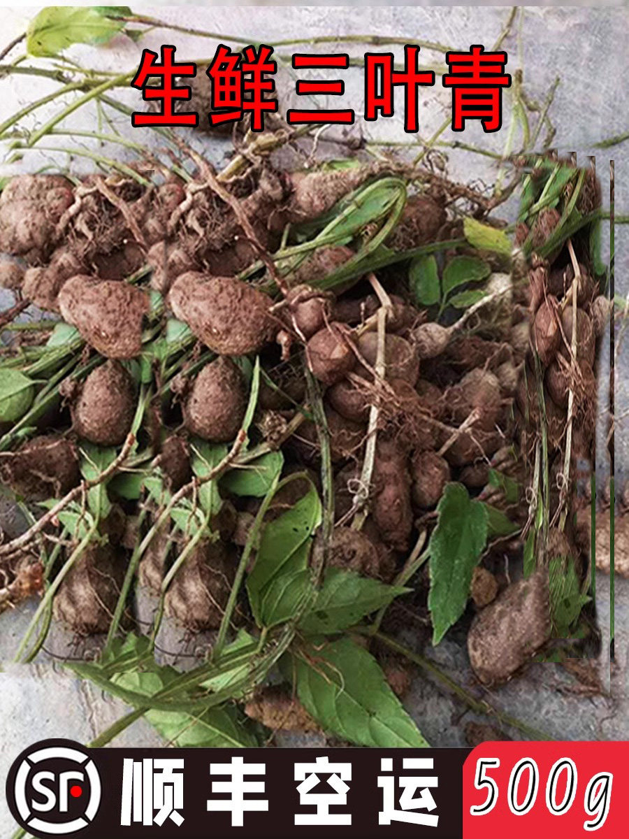 顺丰空运野山新鲜三叶青生鲜金线吊葫芦吊金钟中药材可晒干货500g