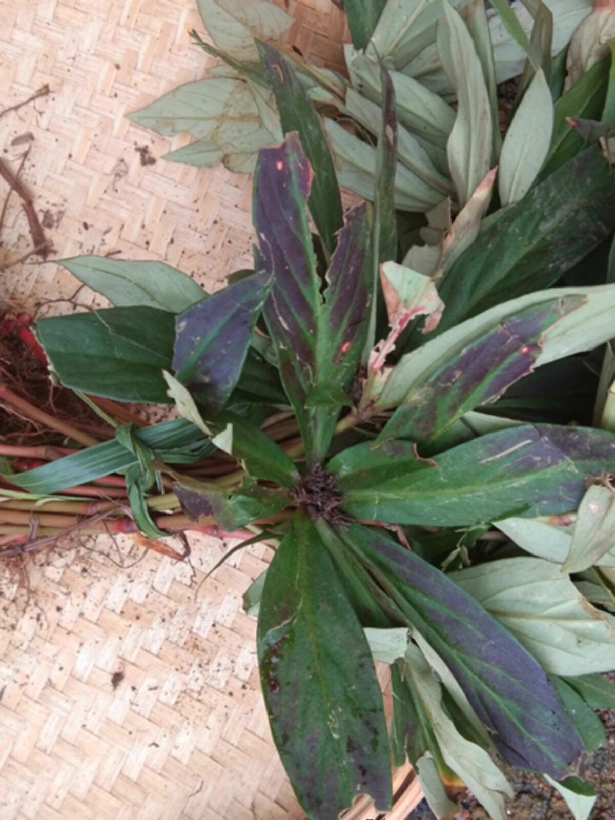 贵州追风散500克草药新鲜追风伞全草 中药材惊风伞破凉伞公接骨丹