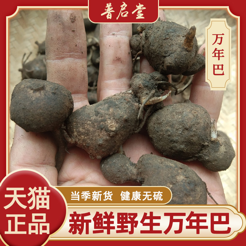 贵州野生新鲜万年巴苗家搜山虎 山洋芋万年趴万年耙中草药材500克