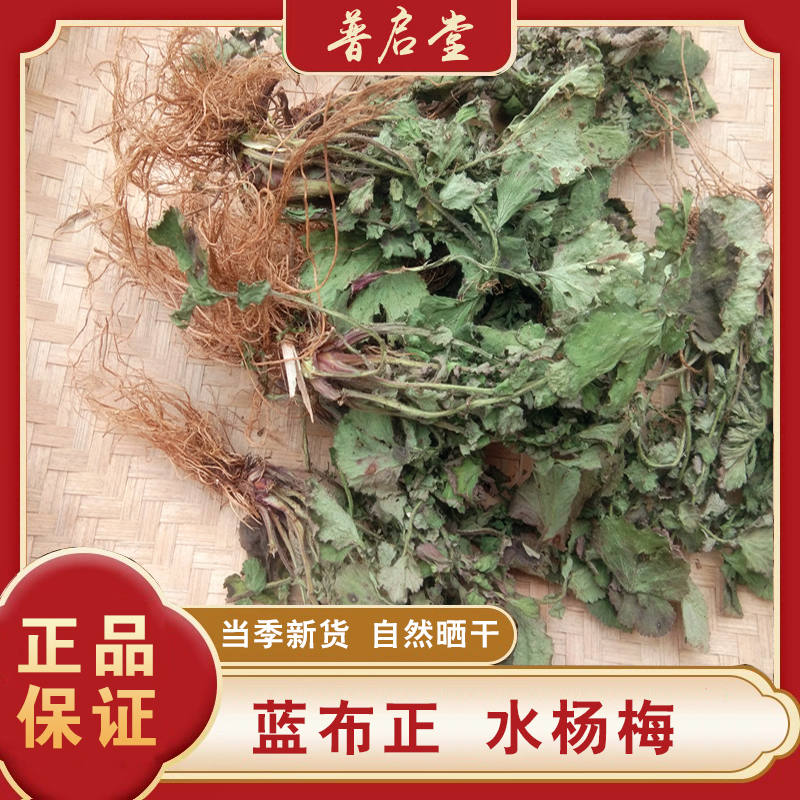 蓝布正兰布正水杨梅药材