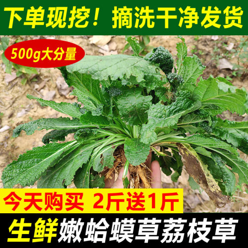 新鲜蛤蟆草荔枝草500g生鲜现挖