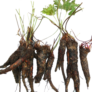 贵州野生新鲜虎掌草 中药材草玉梅狗脚迹见风青见风蓝500g包邮