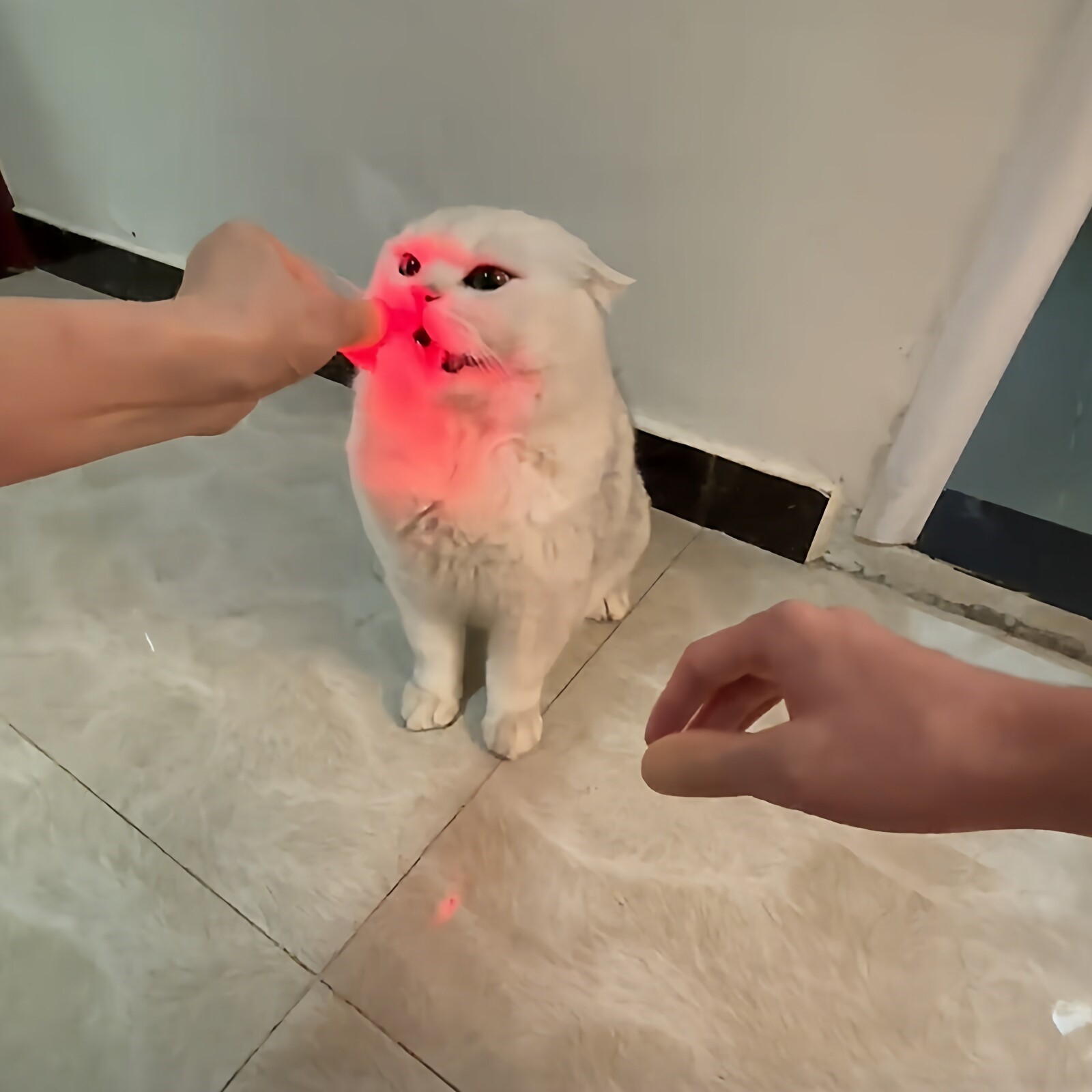 立减5元手指发光逗猫宠物玩具
