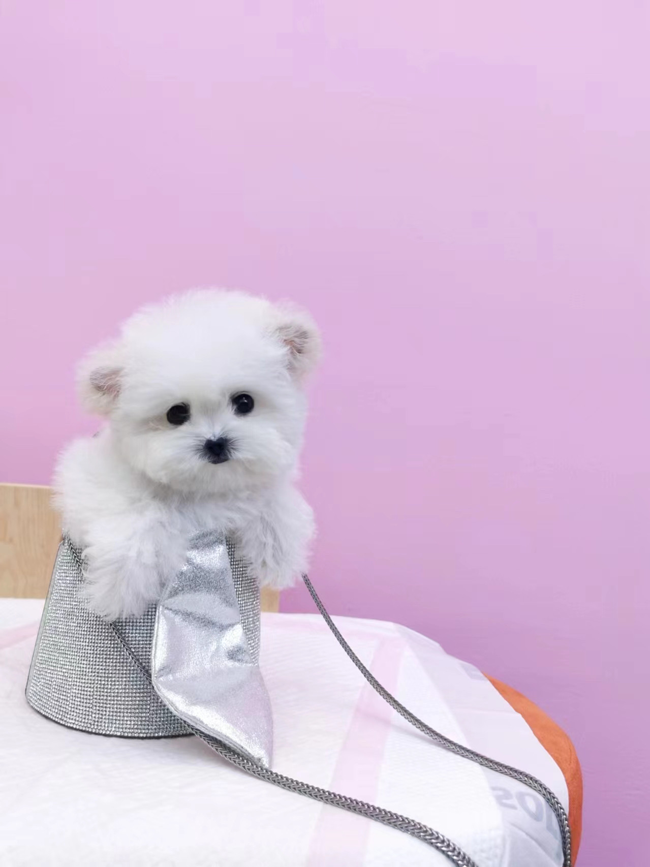 韩系小体飞机耳比熊白色爆毛棉花糖纯血家庭犬韩系超小