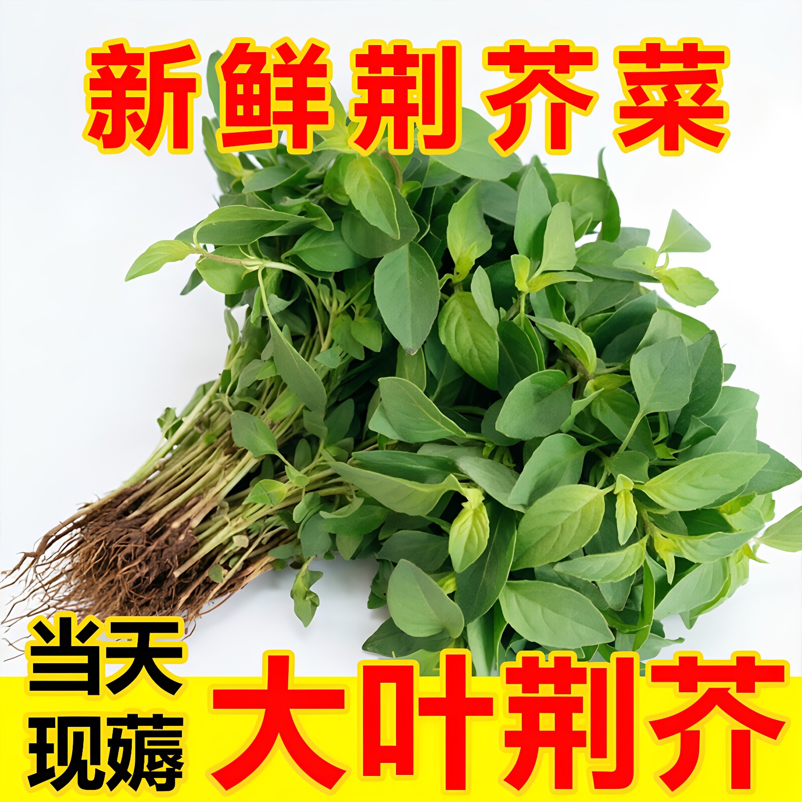 新鲜荆芥菜大叶茎芥现拔蔬菜