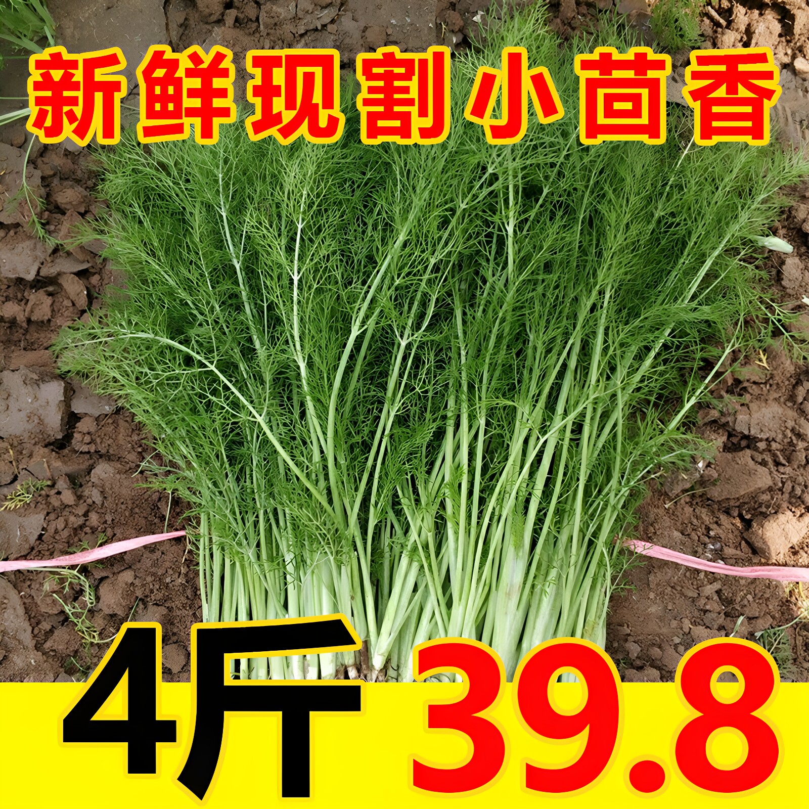 新鲜小茴香菜头茬嫩叶饺子馅现货