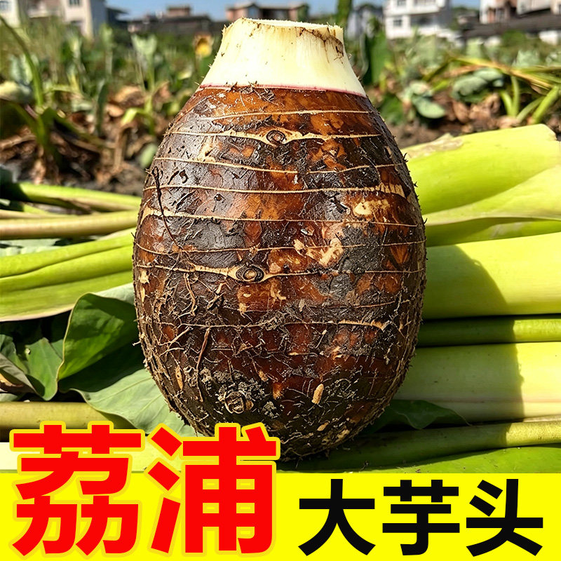 广西荔浦大芋头新鲜农家自种粉糯芋槟榔芋毛芋头正宗产地直发包邮