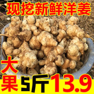 10斤大果洋姜新鲜现挖鬼子姜腌菜