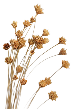 干花花艺摆件星花狗尾巴草