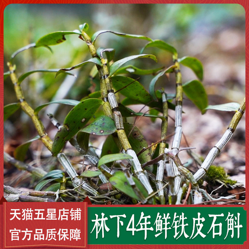正品新鲜霍山铁皮石斛林下种植原浆原种现剪100g五年中药枫斗鲜条