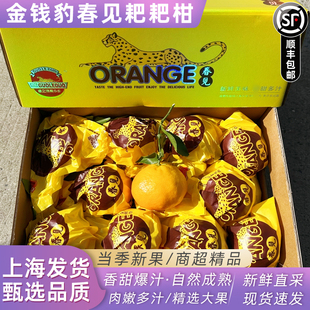 绿之源果乐多金钱豹春见粑粑柑8斤礼盒装新鲜水果橘子桔子发顺丰