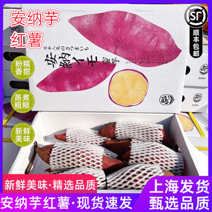 安纳芋蜜薯红薯原箱礼盒4.5斤板栗署当季新鲜地瓜蜜薯番薯整箱