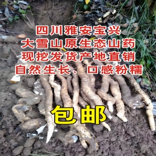 四川雅安宝兴大雪山半野生山药3斤包邮产地直销粉糯顺丰
