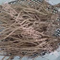 四川雅安宝兴大雪山野生川牛膝野生新鲜牛膝1斤包邮煲汤