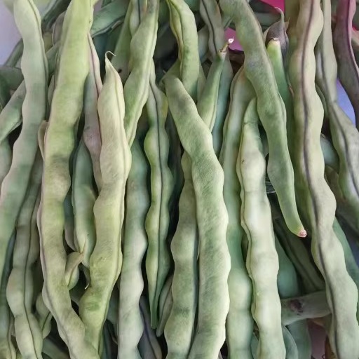 四季豆自种孕妇小孩适合原生态