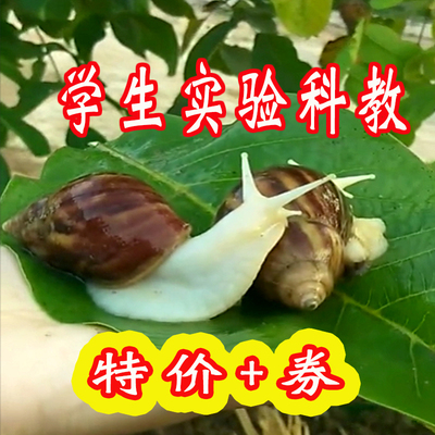 大小蜗牛巨型实验学生科白玉蜗牛